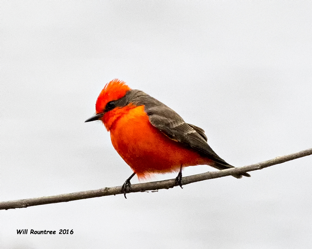 5F1A5326 Vermillion Flycatcher.jpg