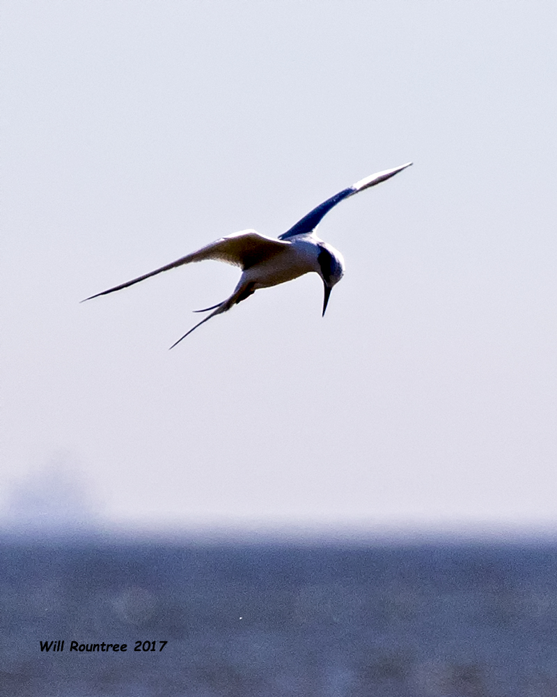 5F1A5681 Forsters Tern.jpg