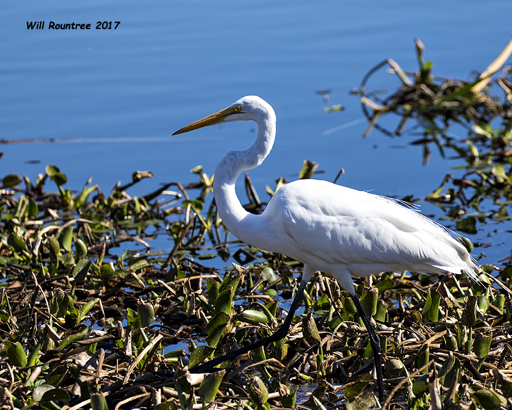 5F1A6386 Great Egret.jpg