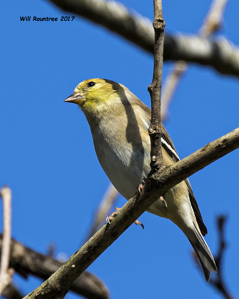 5F1A7103 American Goldfinch.jpg