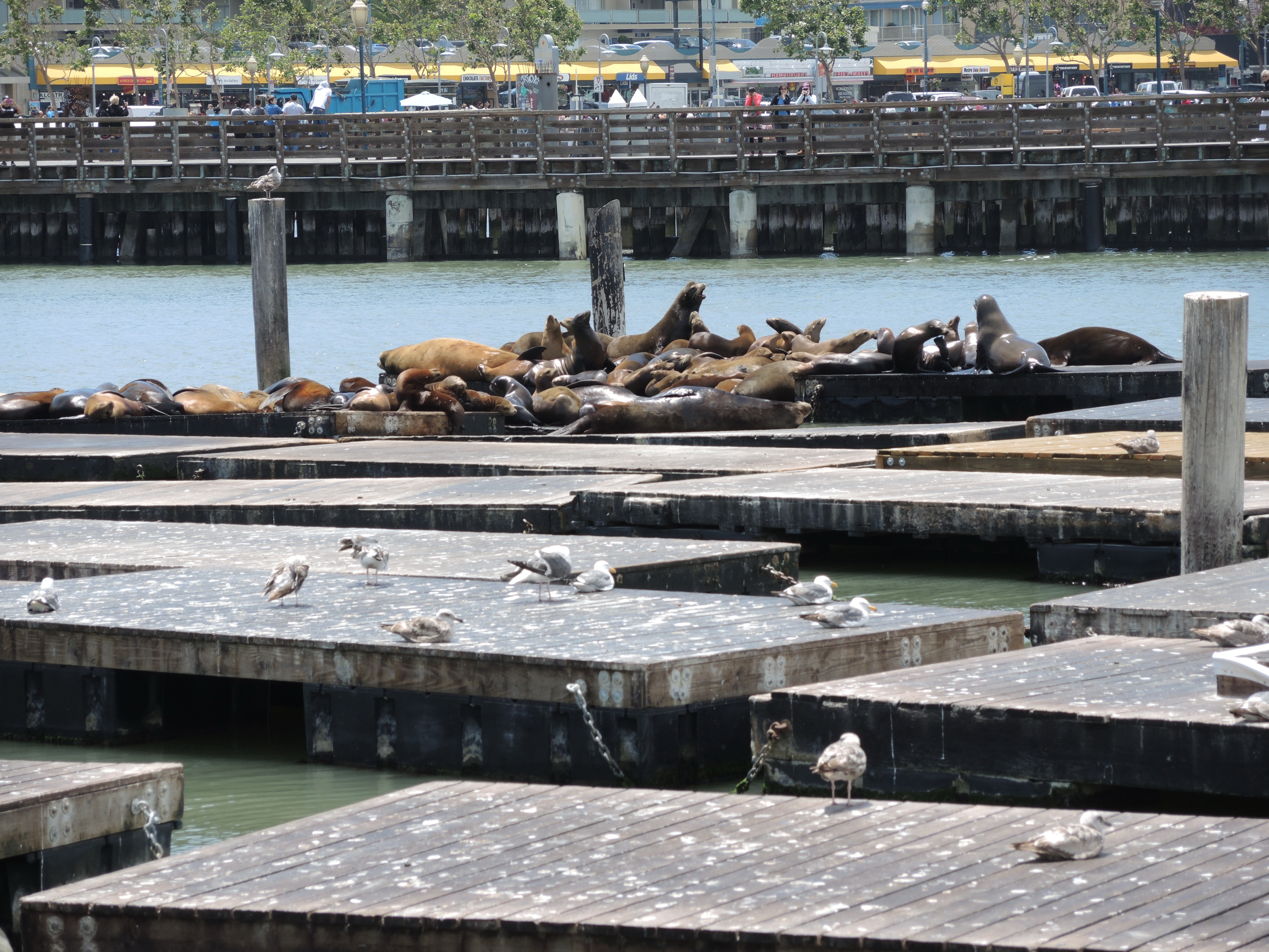 Sea Lions at Pier 39