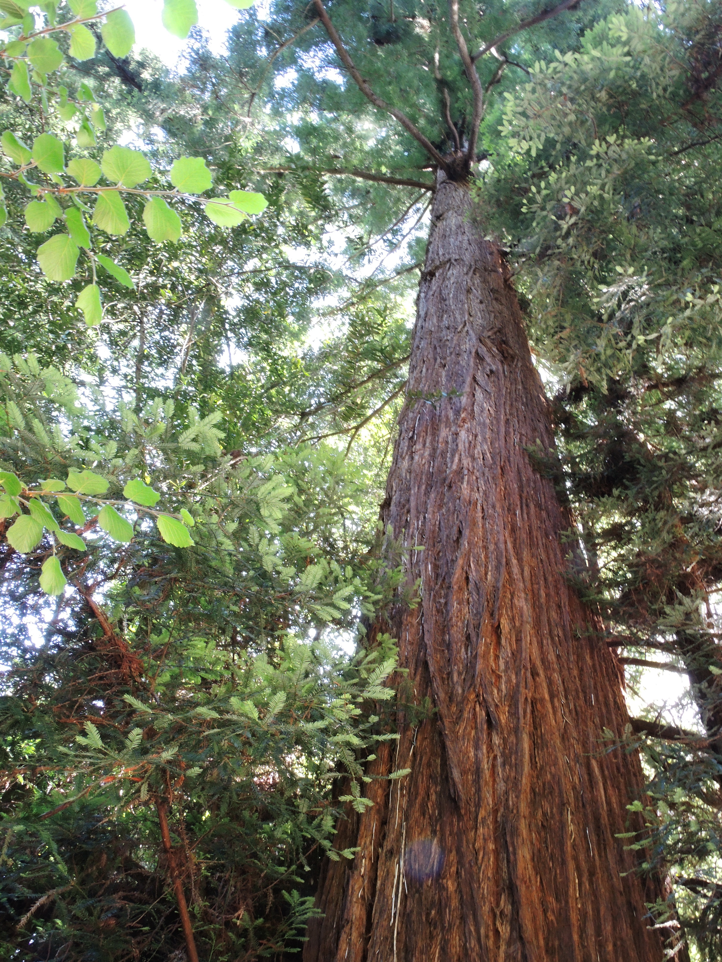 Muir Woods