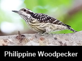 Philippine Woodpecker