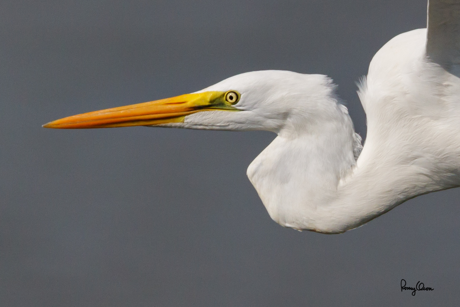 RO720611-100crop.jpg