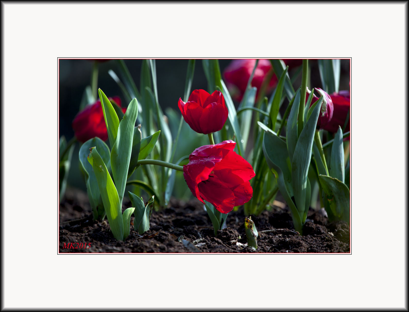 Tulips