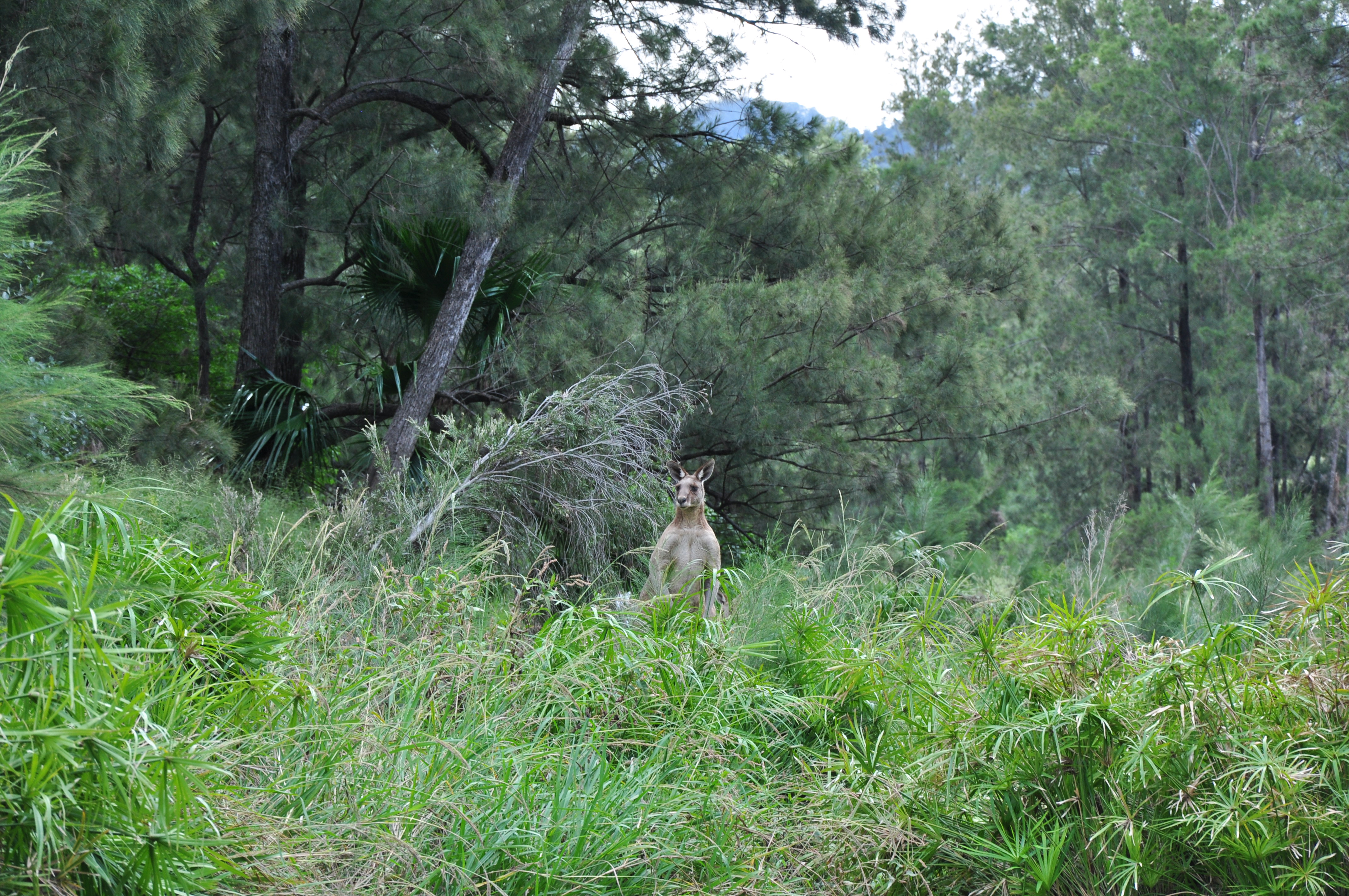 DSC_0117.JPG