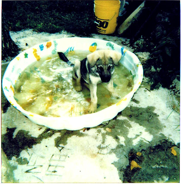 My Dog Max in his personal Pool