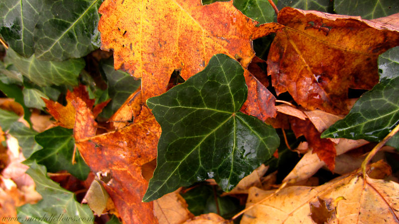 ivy and maple leaves.jpg