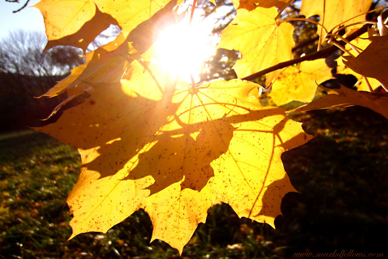 Yellow Maple 4 sunlight.jpg