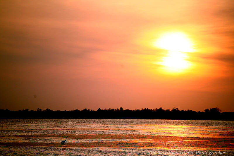 Sunset over water from the bird walk-Myakka River State Park