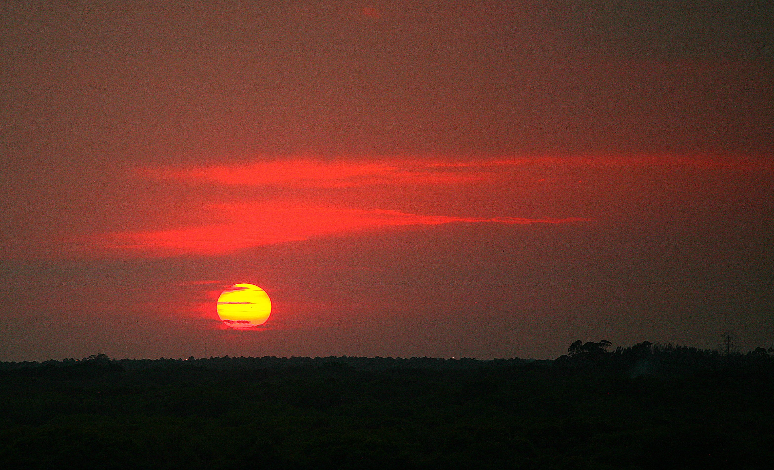 Sunset over canopy-Myakka River State Park