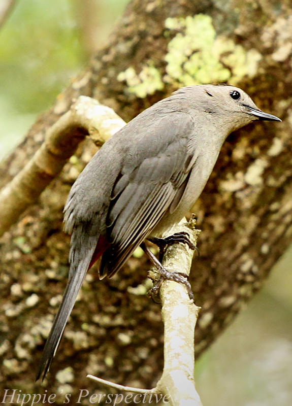 Cheeful Visitor-Blue Spring State Park