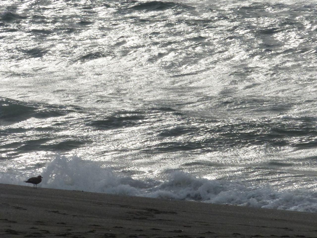 Goat Rock State Beach