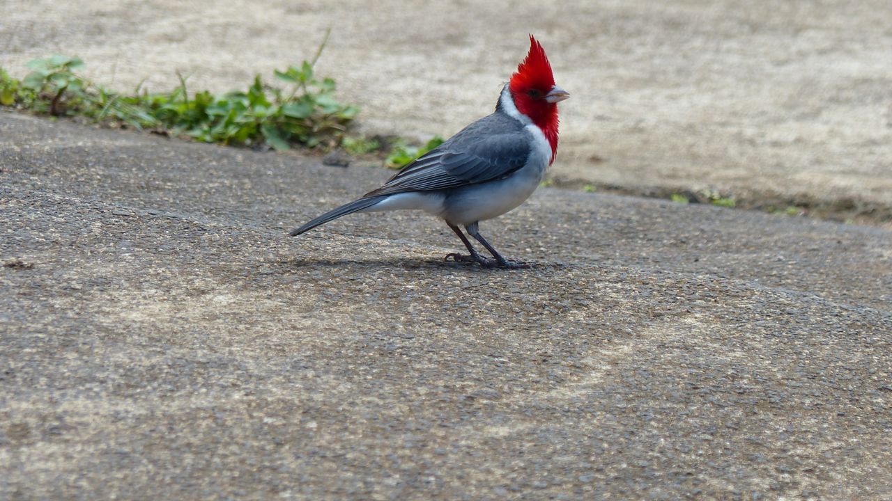 Red-Crested Cardinal