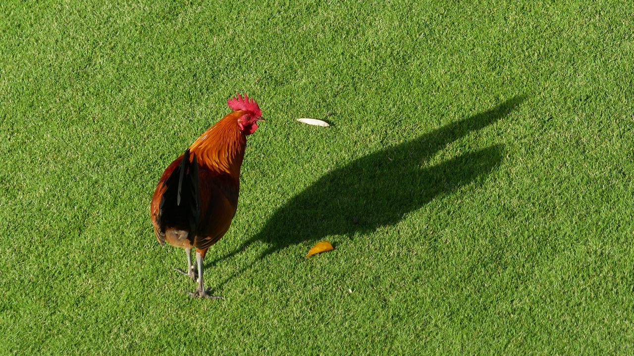 Princeville Rooster and his Shadow