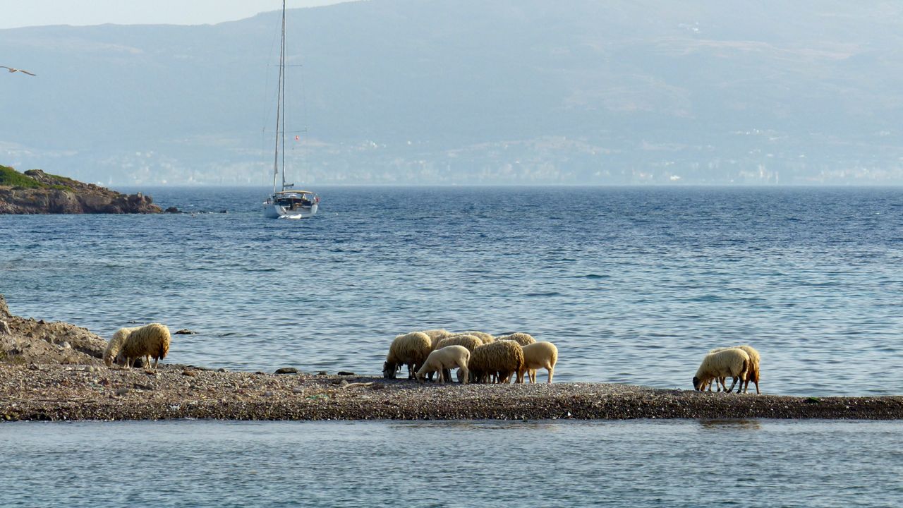 Bodrum Sheep