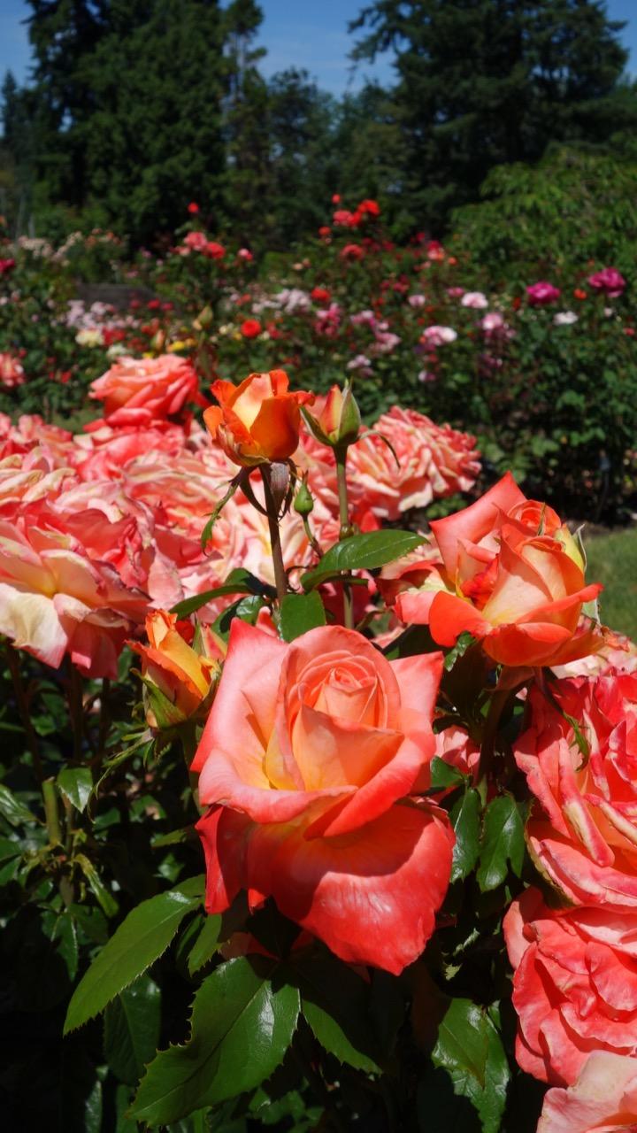 Portland Rose Garden