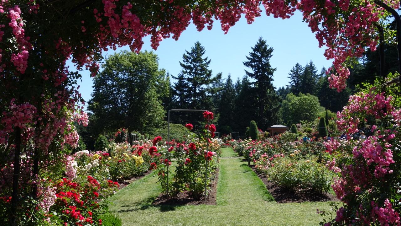 Portland Rose Garden