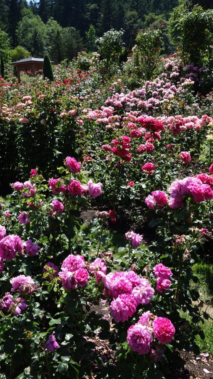 Portland Rose Garden