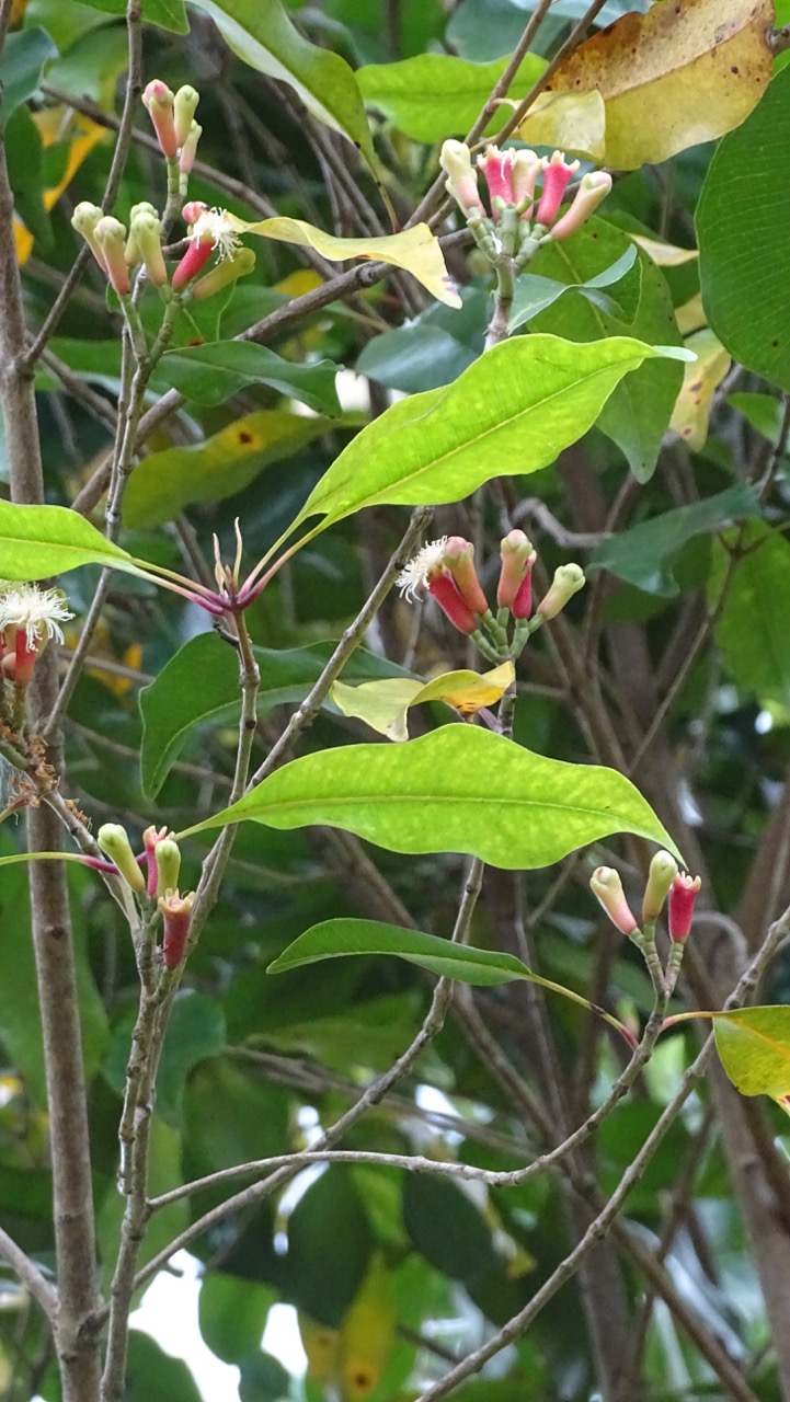 Spice Farm Tour