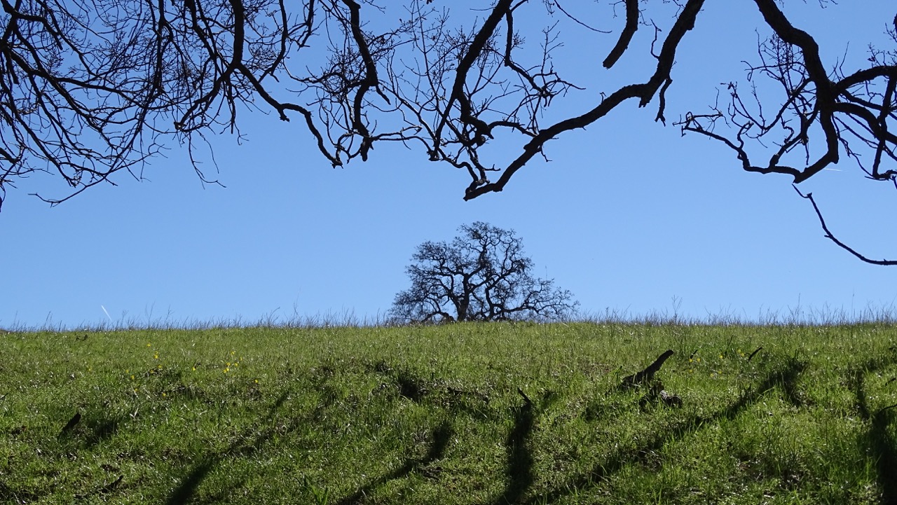 Ohlone Regional Wilderness Oaks