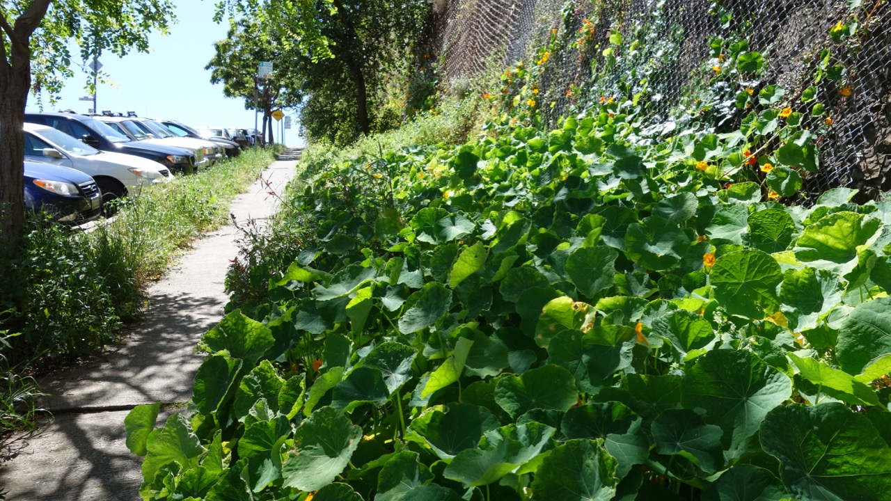 Russian Hill Sidewalk