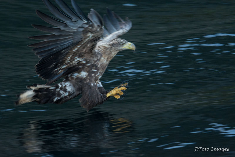 Sea Eagle Fishing in the Fjord