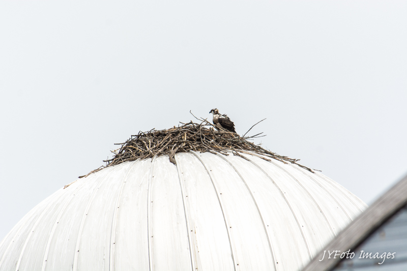 Osprey Nest on Old Farm Silo