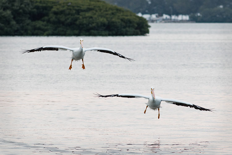 2 White Pelicans Approach