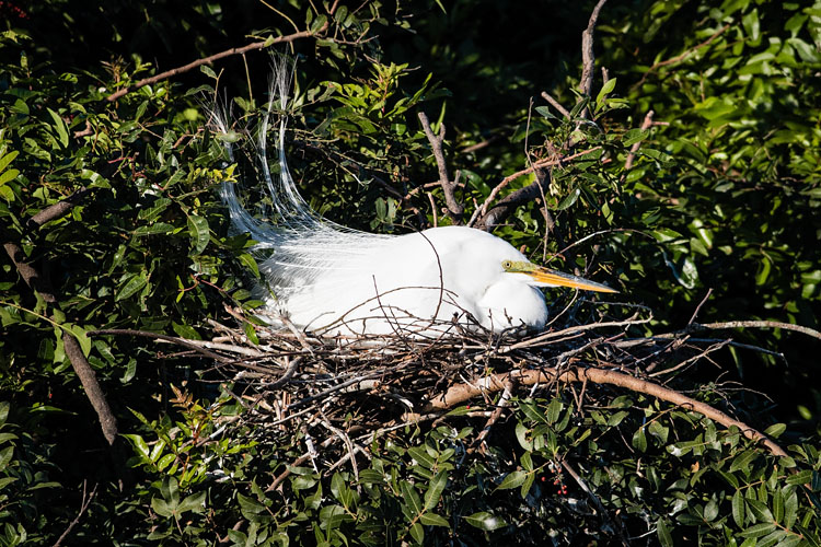 Great Egret Sitting on the Eggs