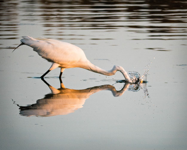 Great Egret Fishing