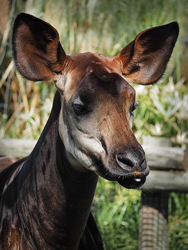 Okapi Portrait