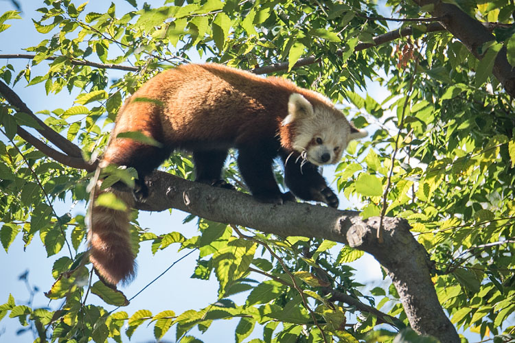 Red Panda in Tree