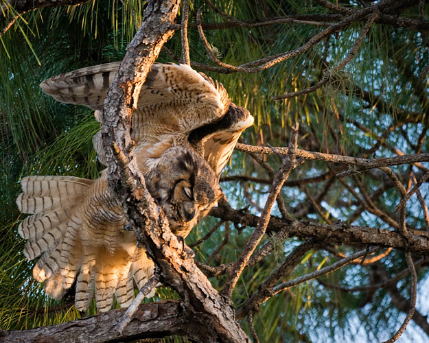 Owl Bent Over Stretching