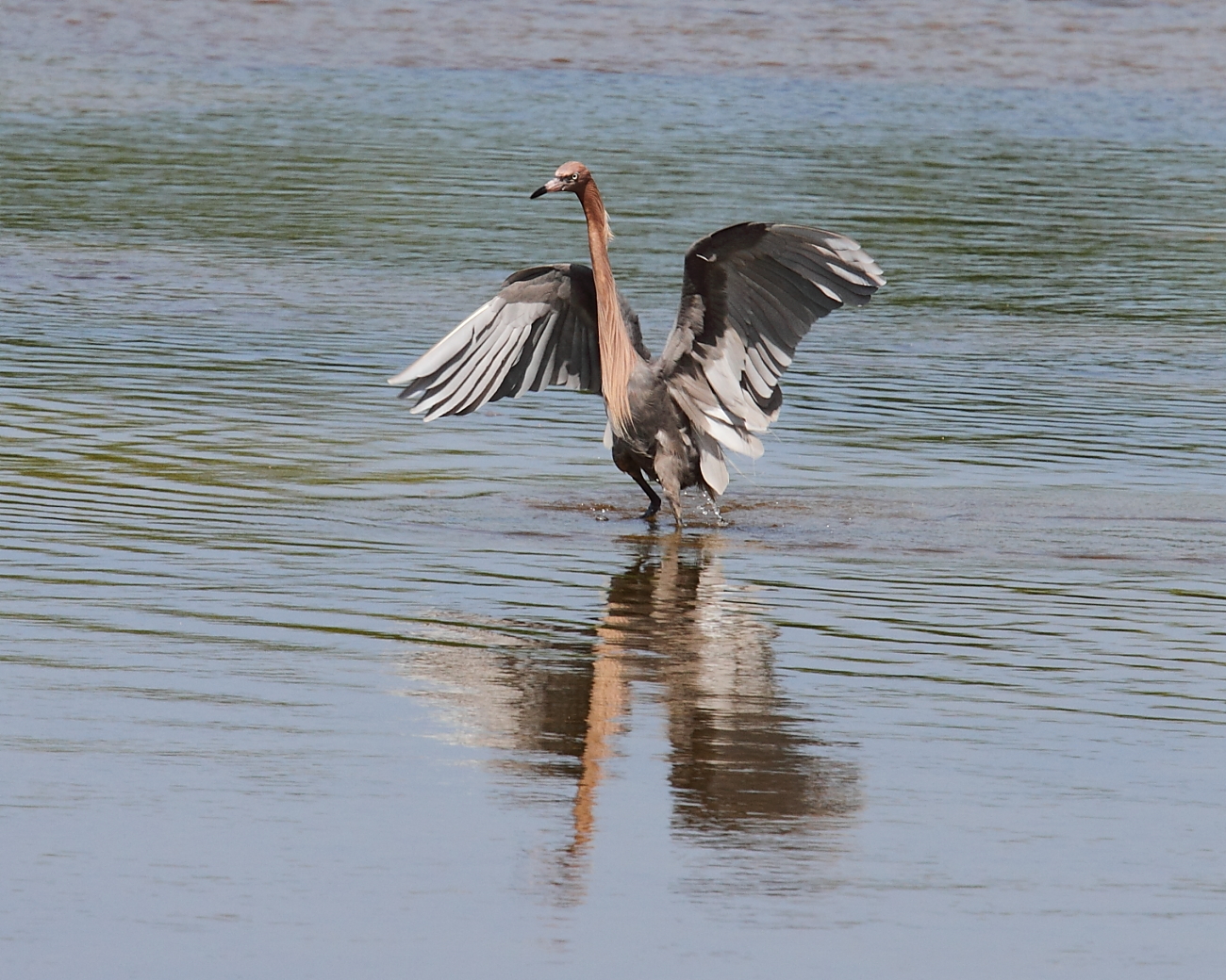 IMG_9106res.JPG
