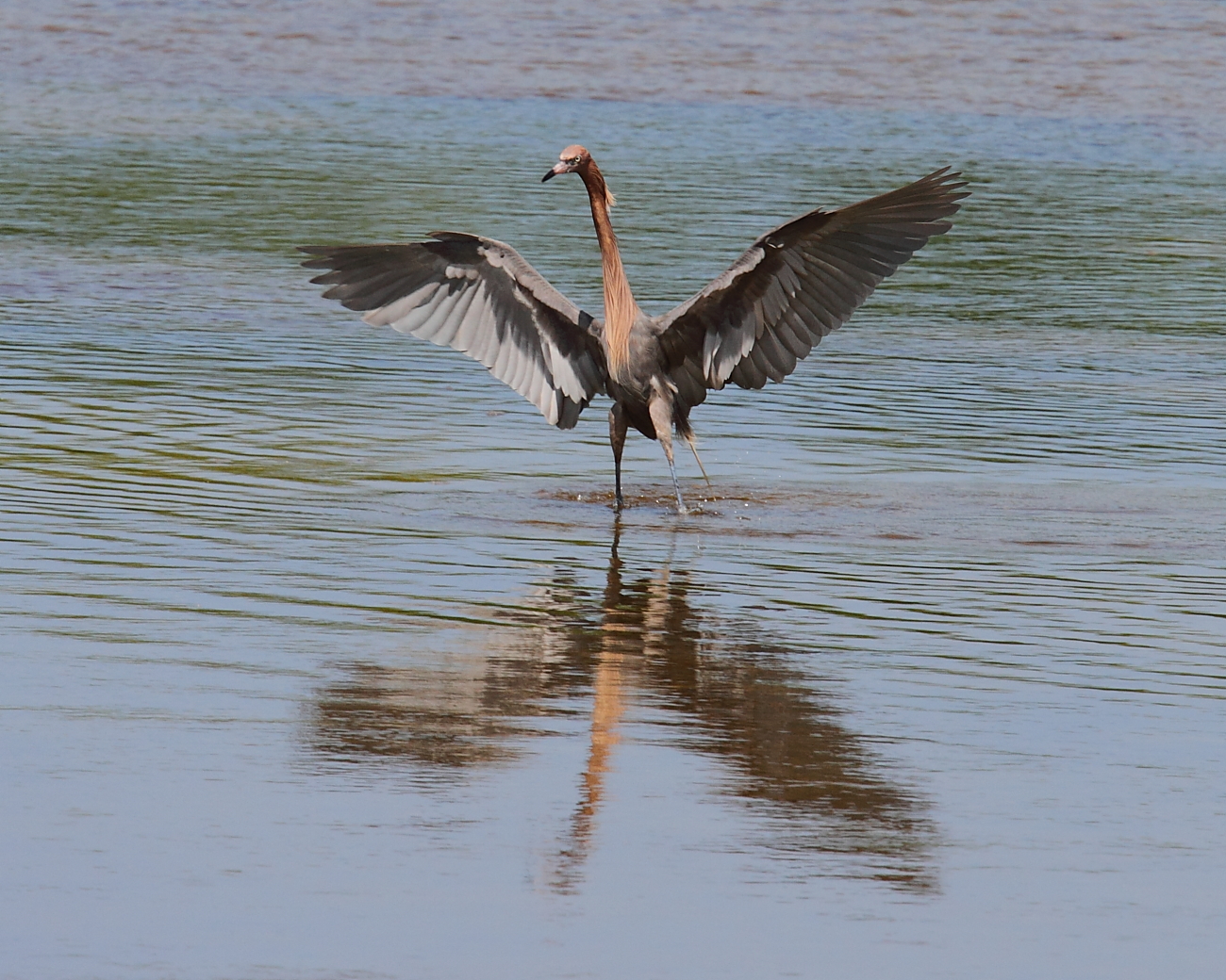 IMG_9105res.JPG
