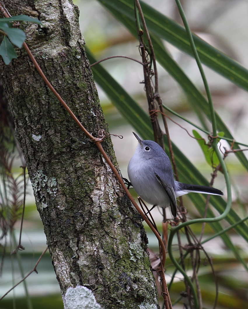 Blue Gray Gnat Catcher