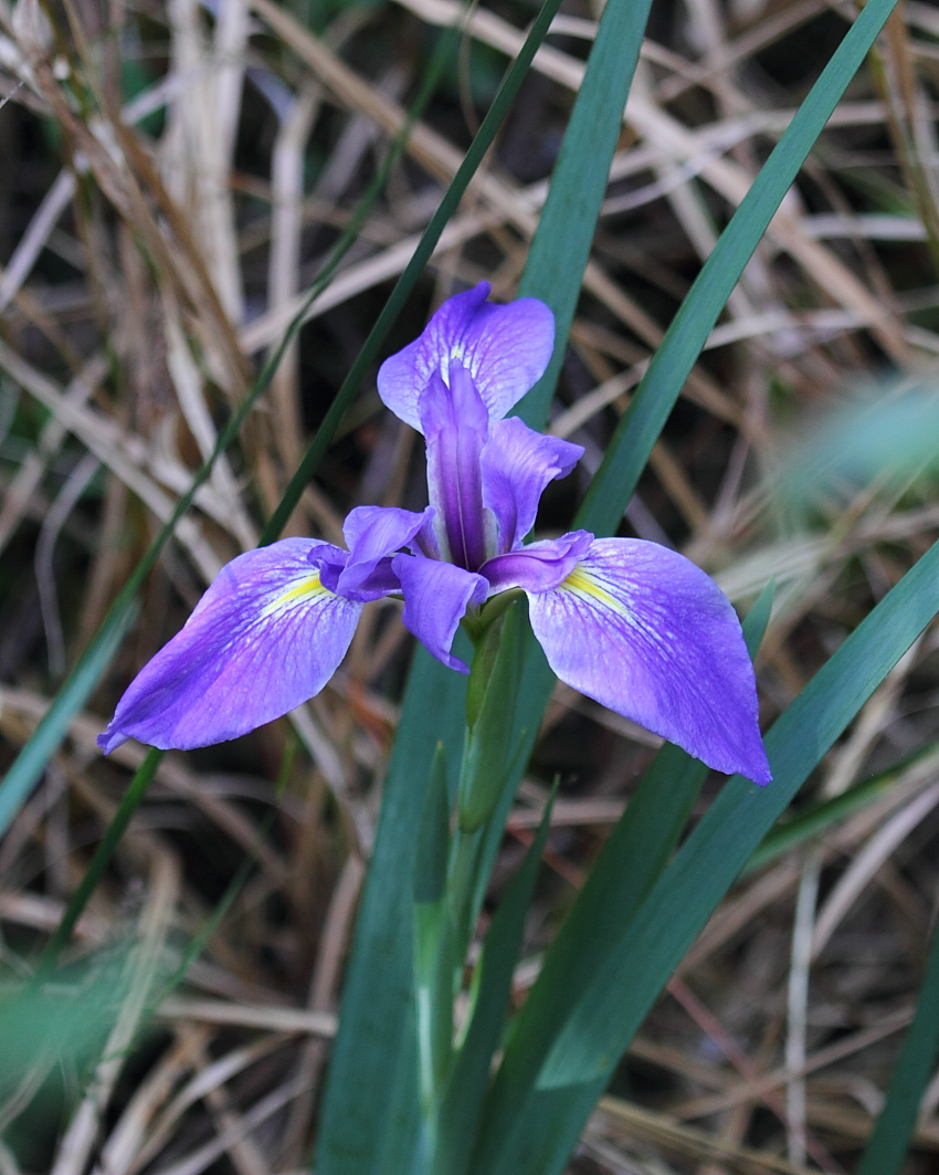 IMG_0802res.JPG