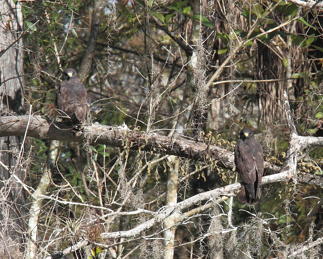 Short-tailed Hawks