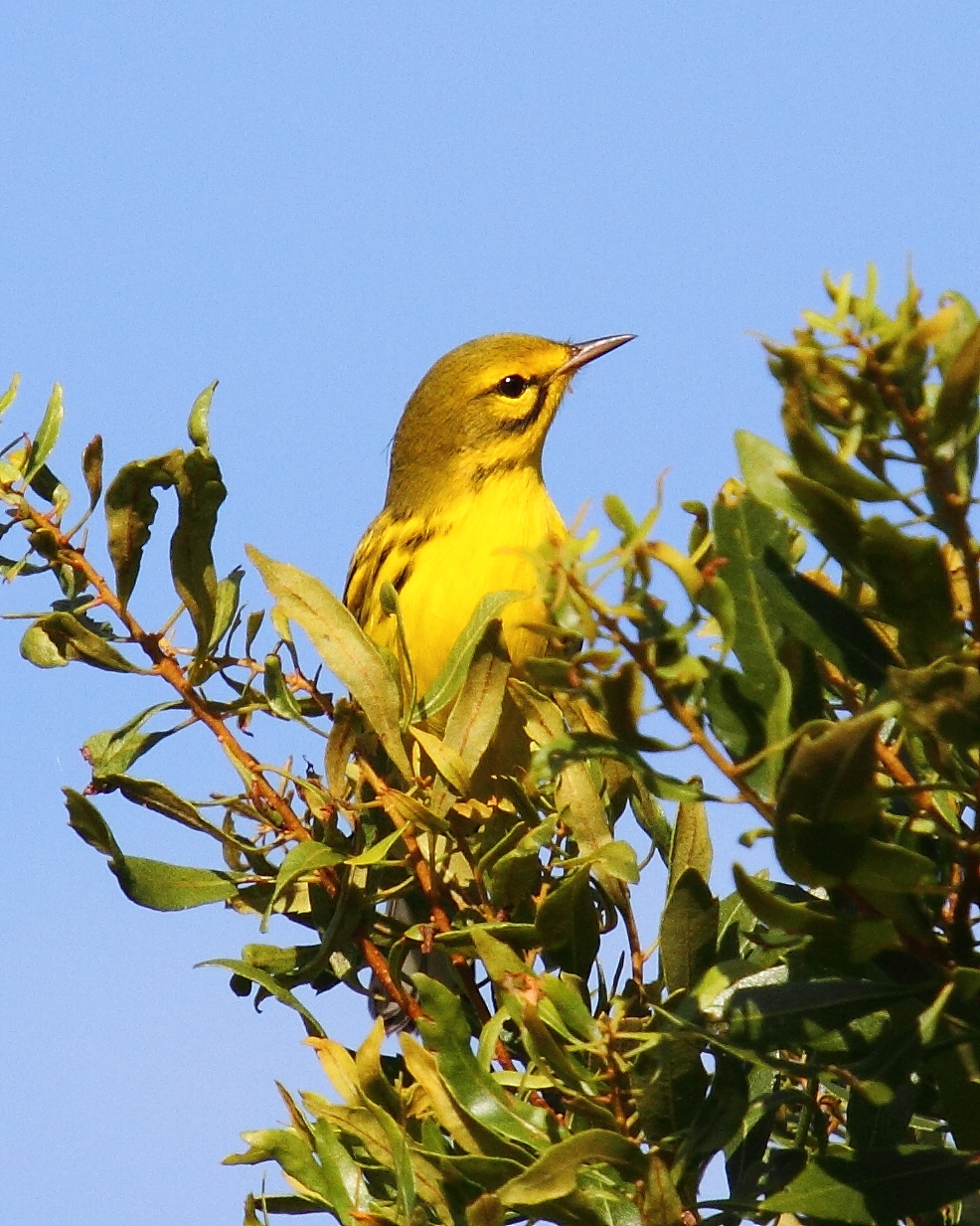 Prairie warbler