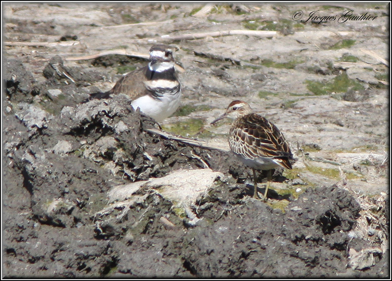 Bcasseau  queue pointue ( Sharp-Tailed Sandpiper )