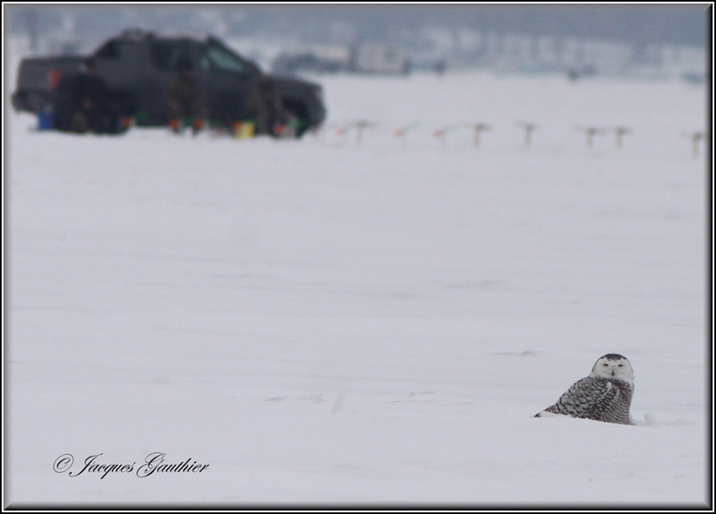 Harfang des neiges ( Snowy Owl )