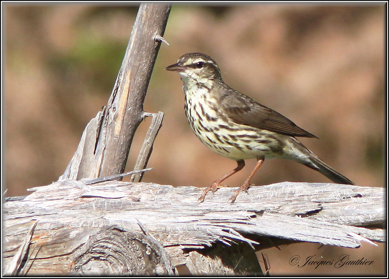 Paruline des ruisseaux ( Northern Waterthrush )