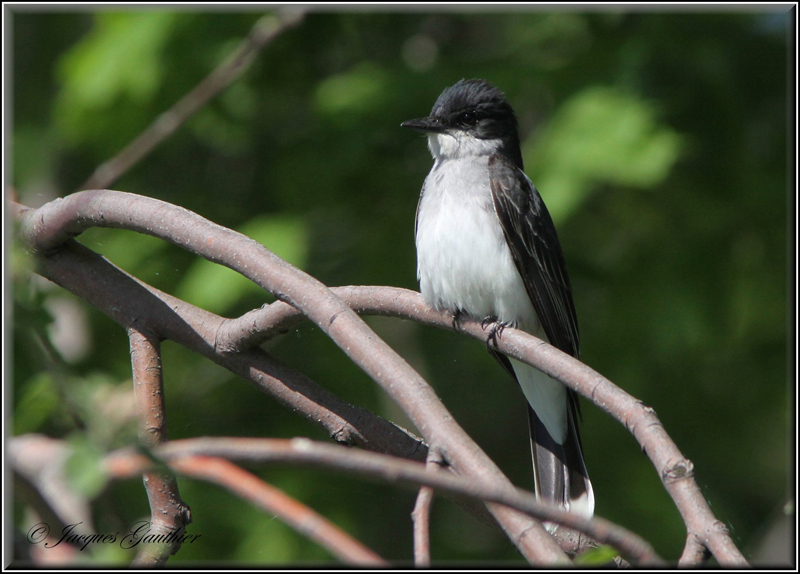 Tyran tritri ( Eastern Kingbird )