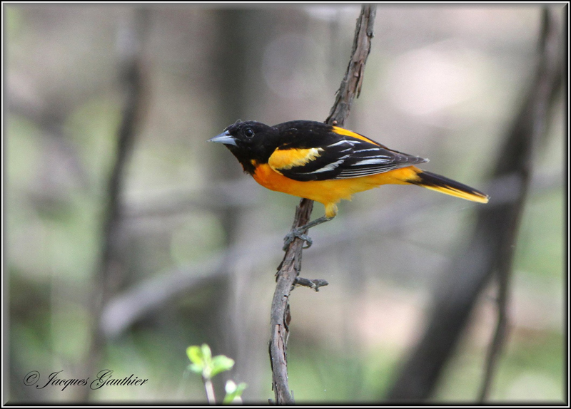 Oriole de Baltimore ( Baltimore Oriole )