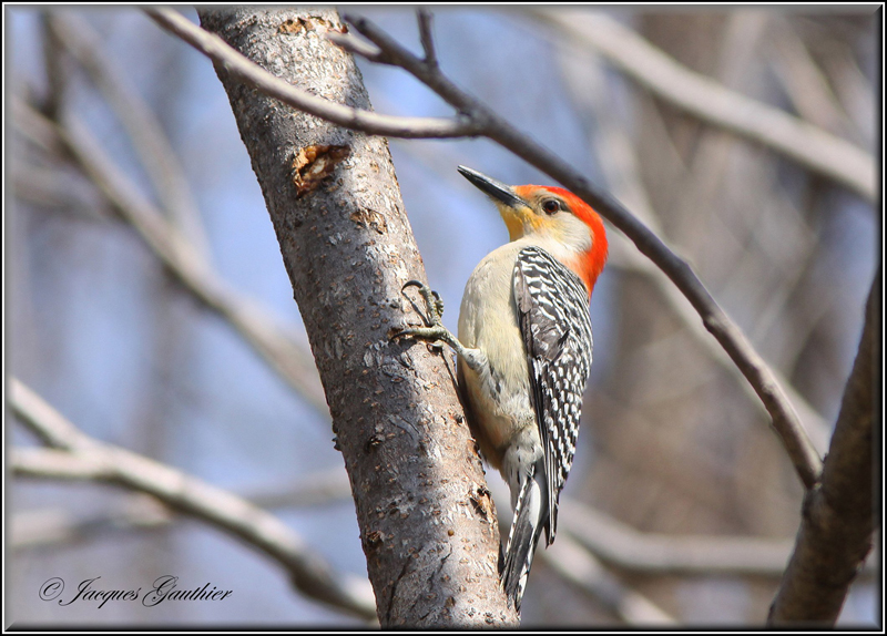 Pic  ventre roux ( Red-Bellied Woodpecker )