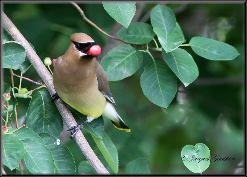 Jaseur dAmrique ( Cedar Waxwing 