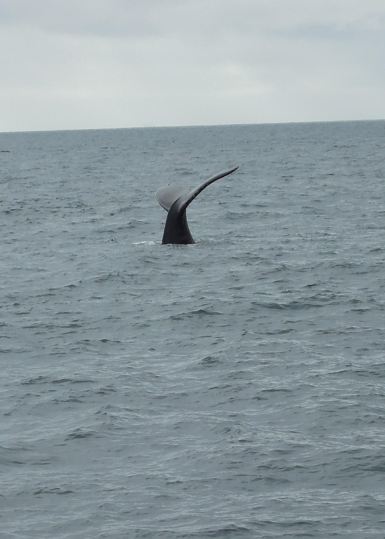 July 13, 2014 - Kenai Fjords 028.JPG