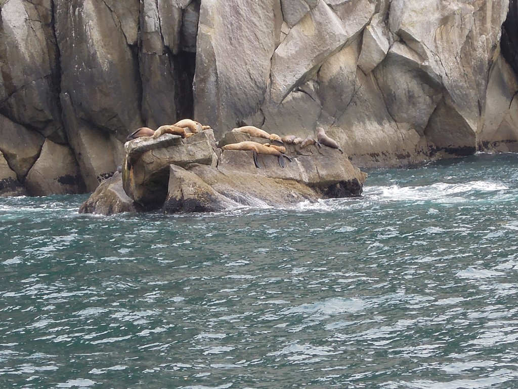 July 13, 2014 - Kenai Fjords 051.JPG