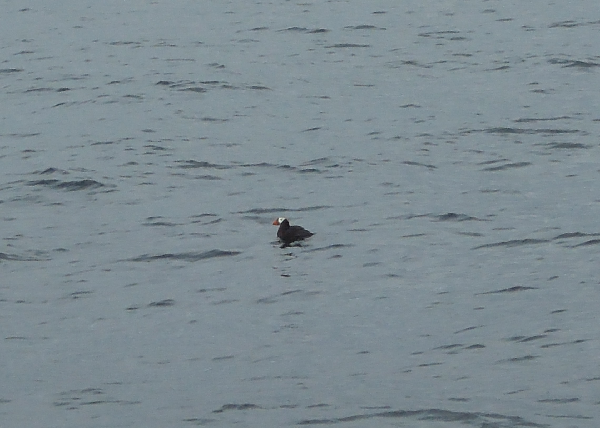 July 13, 2014 - Kenai Fjords 085.JPG